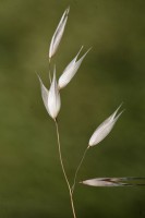 /album/fotogaleria-fotografia-macro/cd-1-640x480-jpg/